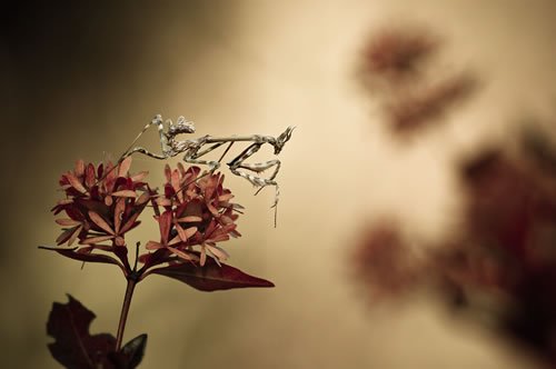 still life macro photography