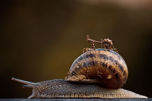 still life macro photography