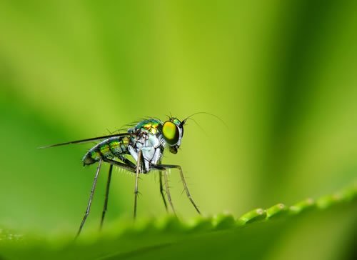 still life macro photography