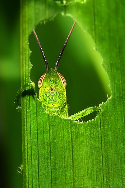 still life macro photography