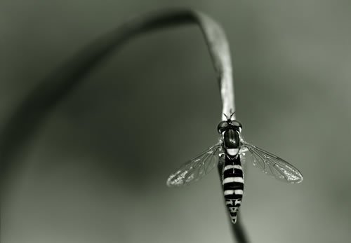 still life macro photography