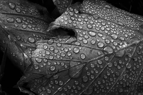 still life macro photography