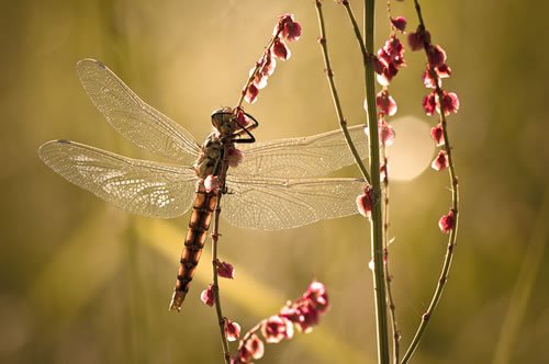 still life macro photography