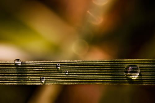 still life macro photography