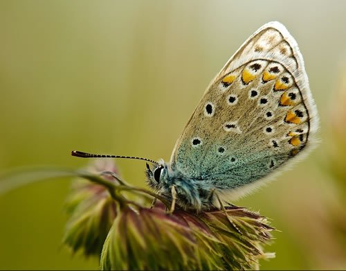 still life macro photography