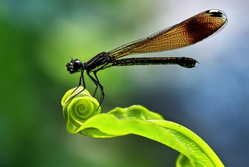 still life macro photography