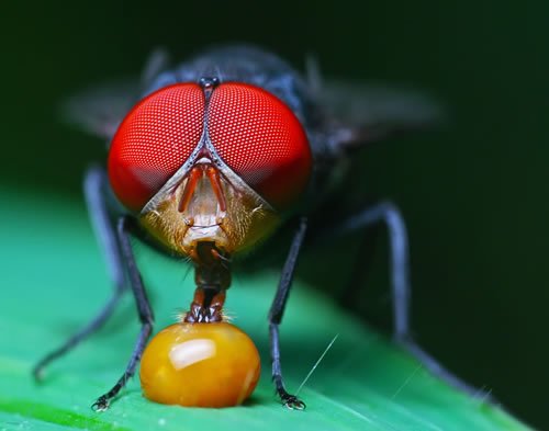 still life macro photography