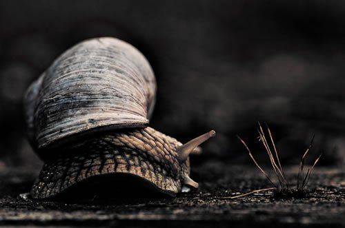 still life macro photography