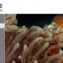 30+ Most Useful Web Development Frameworks