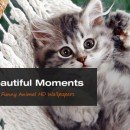 Cute Moments: Funny Animal HD Wallpapers